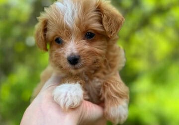 Male Yorkiepoo apricot