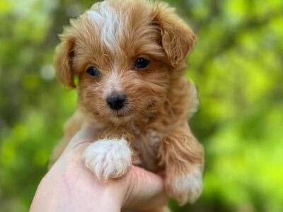 Male Yorkiepoo apricot