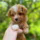 Male Yorkiepoo apricot