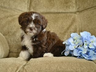 Shih-Poo For Sale Baltic OH Turbo