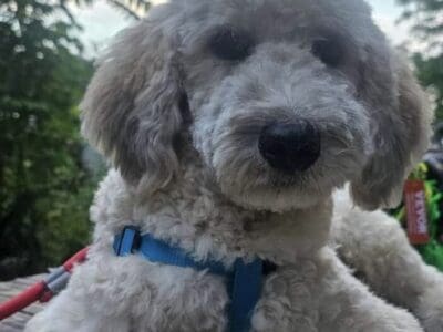 Bentley Goldendoodle