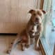 Rehome American Bully Pitbull