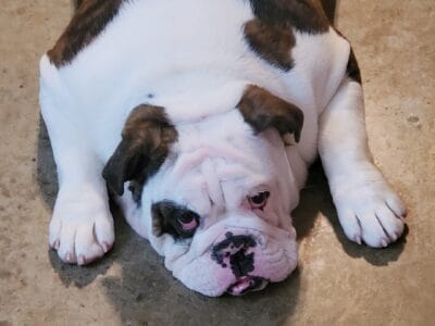 Chop is looking for a new home