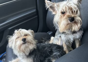 Full-Blooded Yorkies – Male & Female