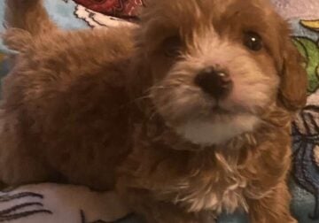 Mini GoldenDoodles