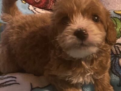 Mini GoldenDoodles