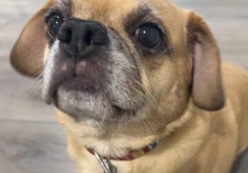 7 year old Puggle needs good home
