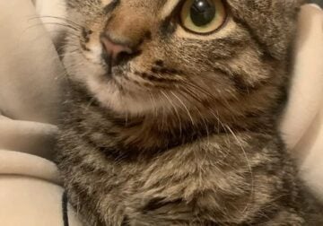 Adorable cat for sell