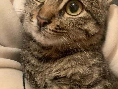 Adorable cat for sell