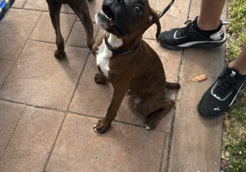 AKC Boxer Puppies