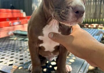 Chocolate Pitbull Puppy
