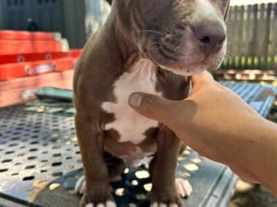 Chocolate Pitbull Puppy