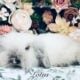Full European Teddywidder babies