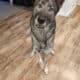 Husky/Shepherd Mix