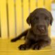 LABrador Retriever Puppies AKC Registered
