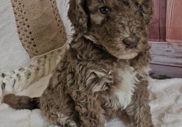 Medium Bernedoodle
