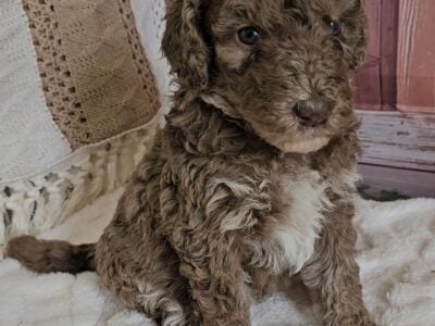 Medium Bernedoodle