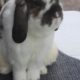 Holland lop