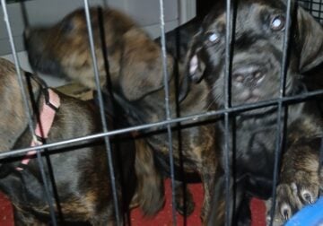 CC x DOBERMAN puppy 1 female still available