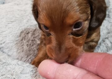 Mini-Dachshund CKC Worf