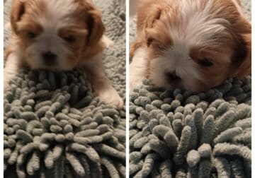 Shih Tzu/Pekingese mix puppies