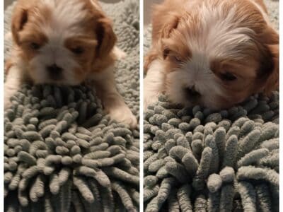 Shih Tzu/Pekingese mix puppies
