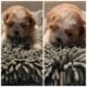 Shih Tzu/Pekingese mix puppies