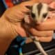 Sugar gliders