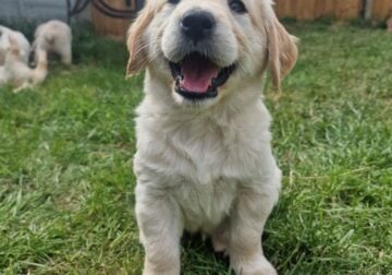 Golden retriever puppies for sale