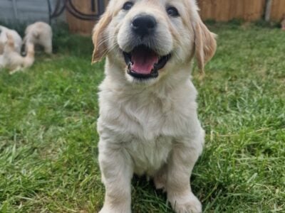 Golden retriever puppies for sale