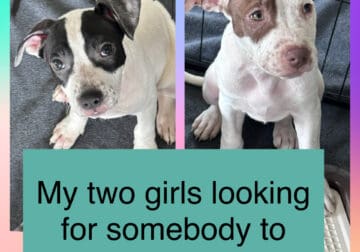 American pitbull puppies