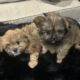 Shiranian Female and Male Puppies