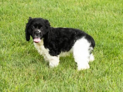 AKC Cocker Spaniel male puppy Indiana (Reggie)