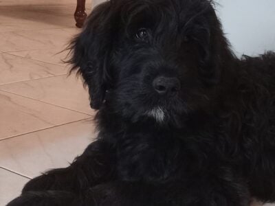 Golden Newfie Doodle