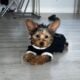 Morkie puppy for sale