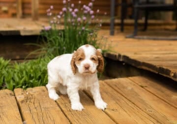 AKC Cocker Spaniel male puppy Indiana (Harry)