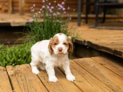 AKC Cocker Spaniel male puppy Indiana (Harry)