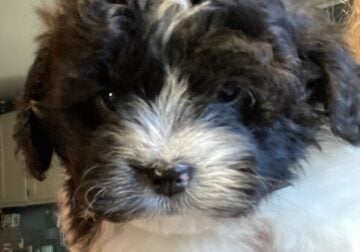 SHIHPOO PUPPIES