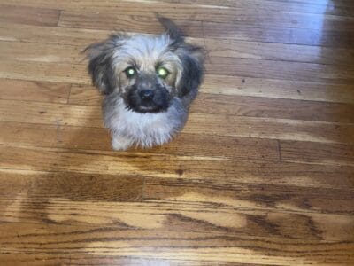 Yorkie shitzu mixed terrier
