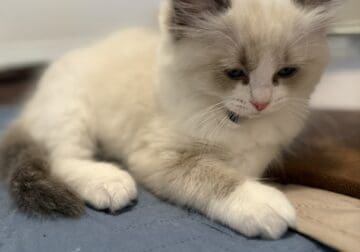 Beautiful Ragdoll Kittens Available