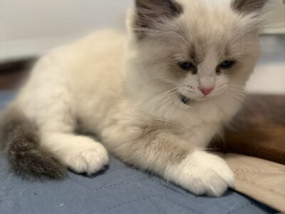 Beautiful Ragdoll Kittens Available