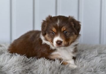 Mini Australian Shepherd Holmesville OH Lilly