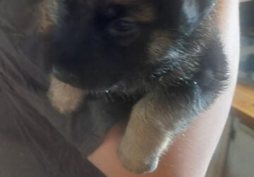 Free German Shepherd puppies