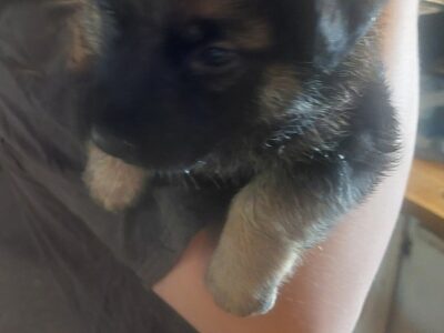 Free German Shepherd puppies