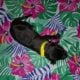 AKC Belgian Malinois Puppies