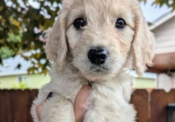 SWEET Goldendoodle
