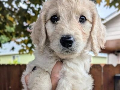 SWEET Goldendoodle
