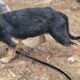 4 GSD Puppies