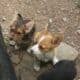 Adorable Pembroke Welsh Corgis