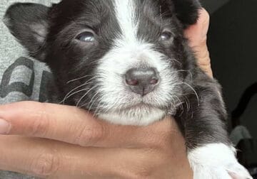 Australian Shepard #8